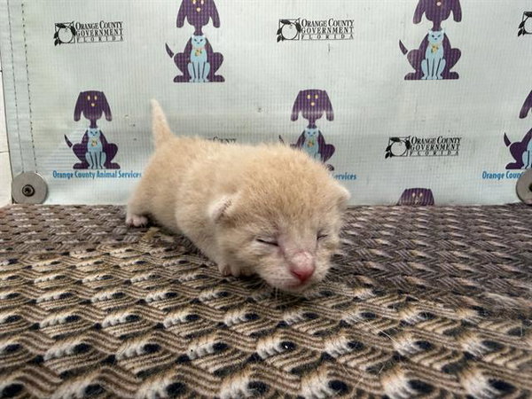 Noodle **pending adoption**
