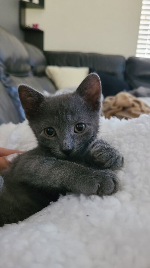Risotto **Pending Adoption**