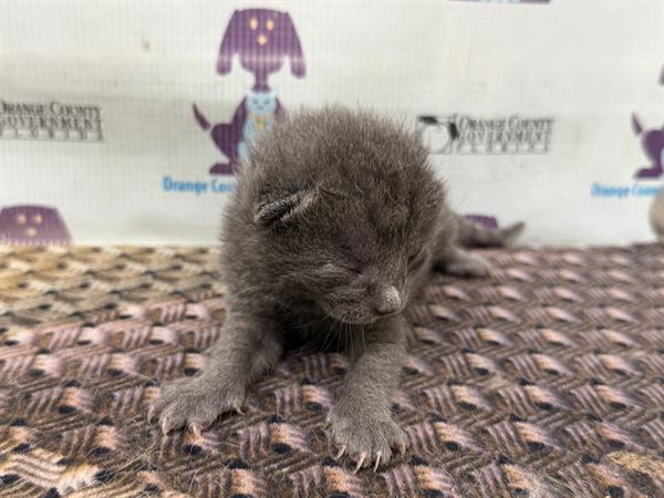 Risotto **Pending Adoption**