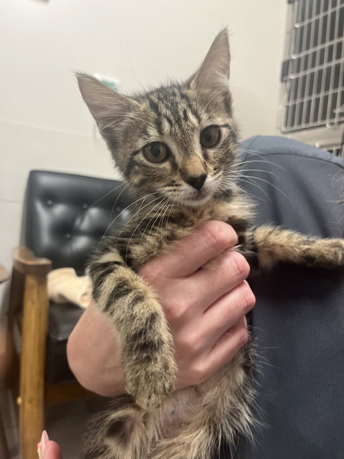 Tappy, an adoptable Domestic Short Hair in Orlando, FL