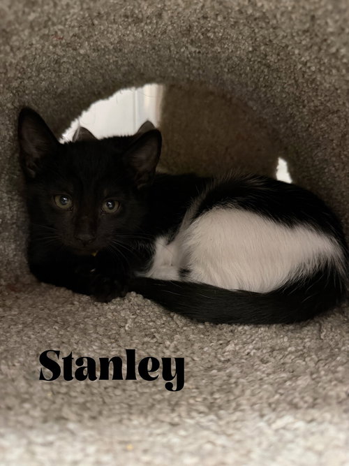 Stanley photo 2