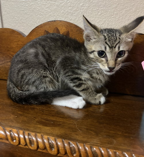 Moondust