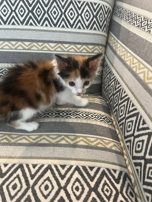 Tabasco, an adoptable Domestic Short Hair in Orlando, FL