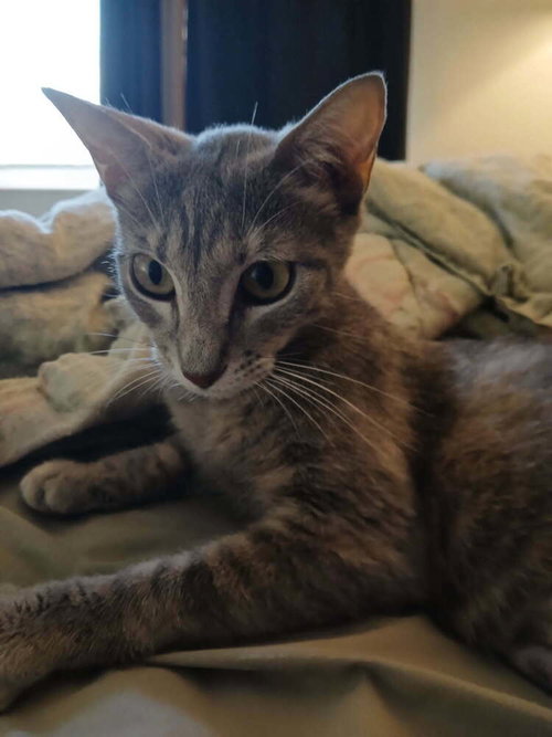 Grace, an adoptable Domestic Short Hair in Orlando, FL