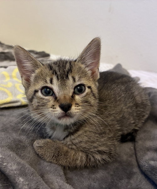 Ziti, an adoptable Domestic Short Hair in Orlando, FL