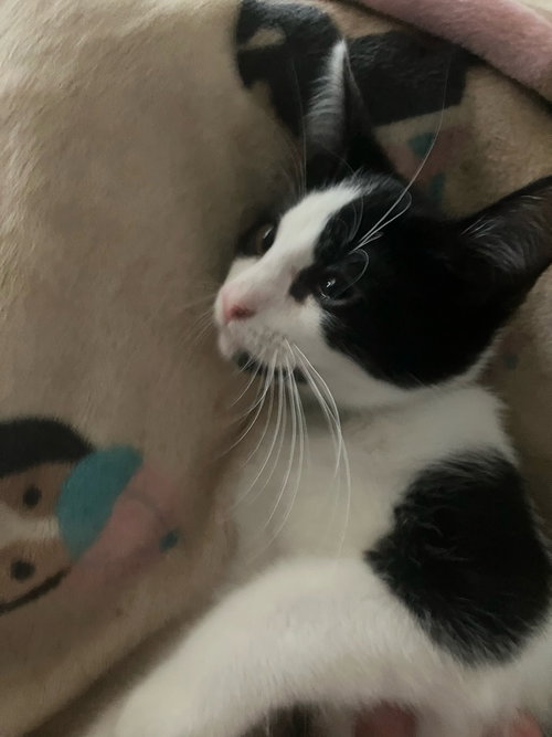 Fraser, an adoptable Domestic Short Hair in Orlando, FL