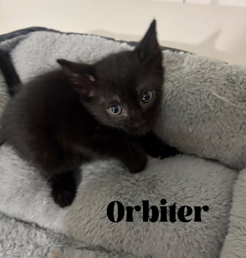 Orbiter photo 3