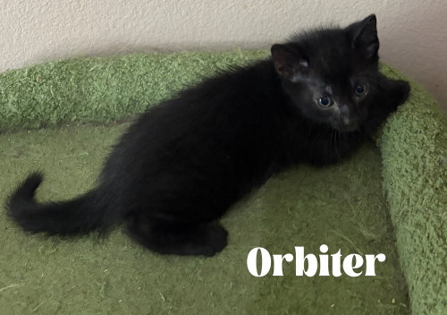 Orbiter photo 4
