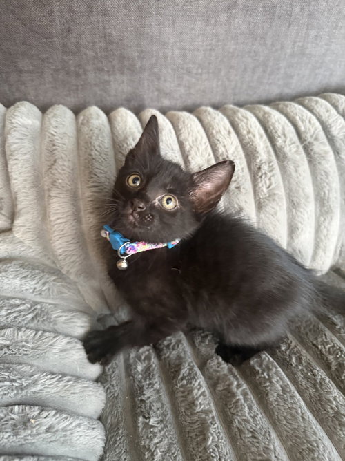 Porch Light, an adoptable Domestic Short Hair in Orlando, FL
