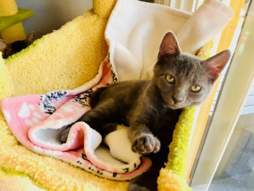 Gracie, an adoptable Domestic Short Hair in Orlando, FL