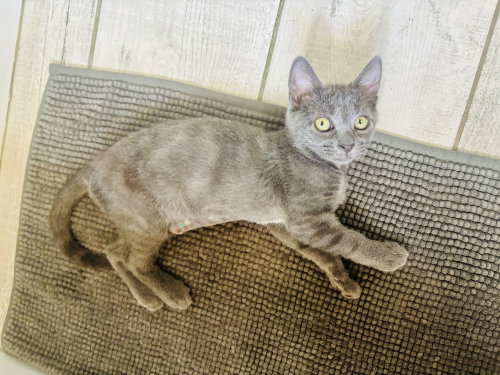 Gracie photo 2