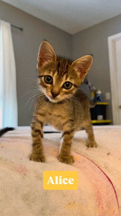 Alice, an adoptable Domestic Short Hair in Orlando, FL