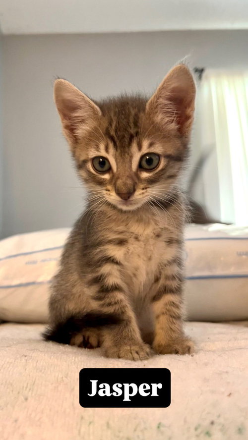 Jasper, an adoptable Domestic Short Hair in Orlando, FL