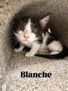 Blanche