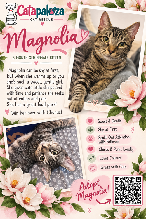 Magnolia, a cat for adoption from Catapalooza, Inc.