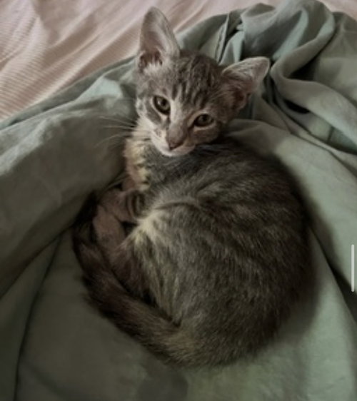 Mokey photo 2