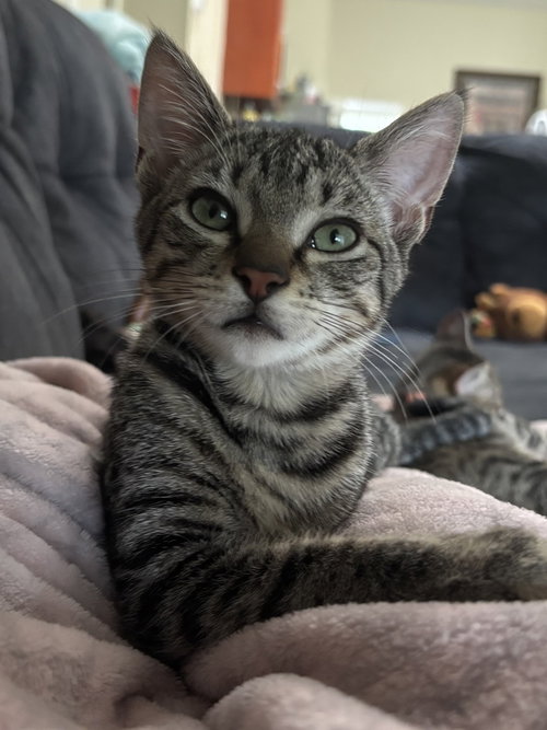 Larkin, a cat for adoption from Catapalooza, Inc.
