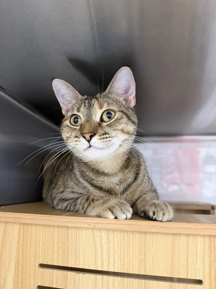 Twyla - Domestic Short Hair