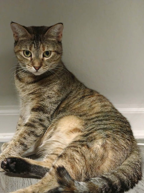 Photo 2 of Twyla (Miso)