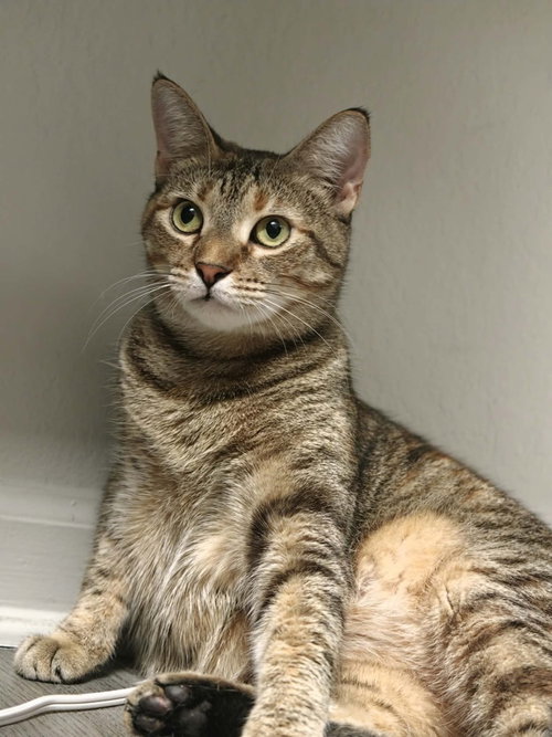 Photo 3 of Twyla (Miso)