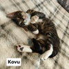 Kovu