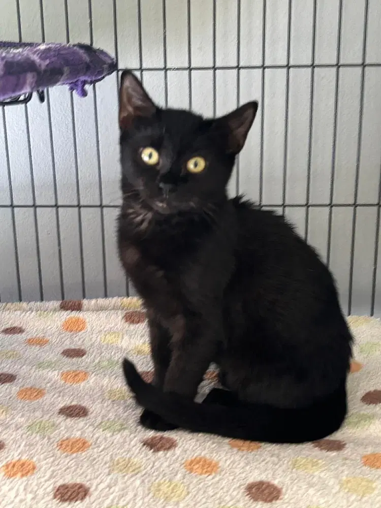 Siyah - Domestic Short Hair