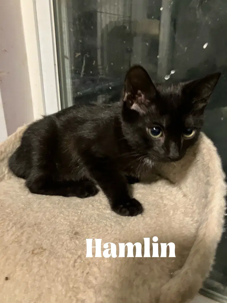 Hamlin Special Needs - Felv - Domestic Short Hair