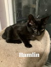 Hamlin **Special Needs - FELV+**