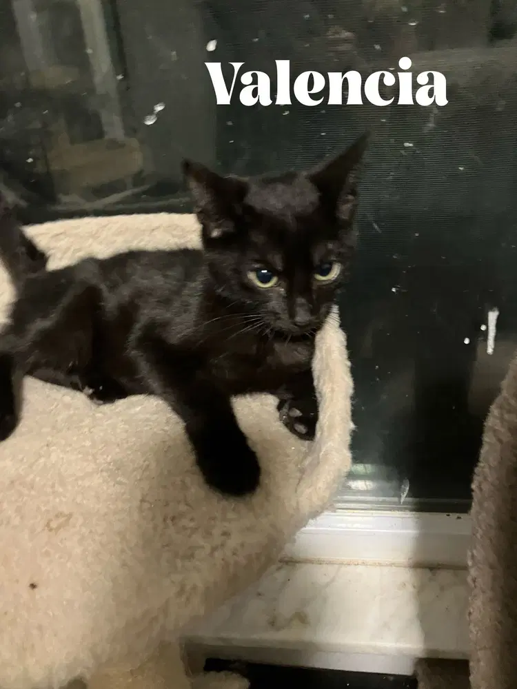 Jaffa Special Needs - Felv - Domestic Short Hair