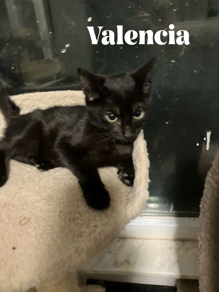 Jaffa Special Needs - Felv