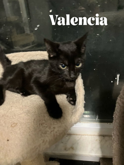 Jaffa **Special Needs - FELV+**, a cat for adoption from Catapalooza, Inc.