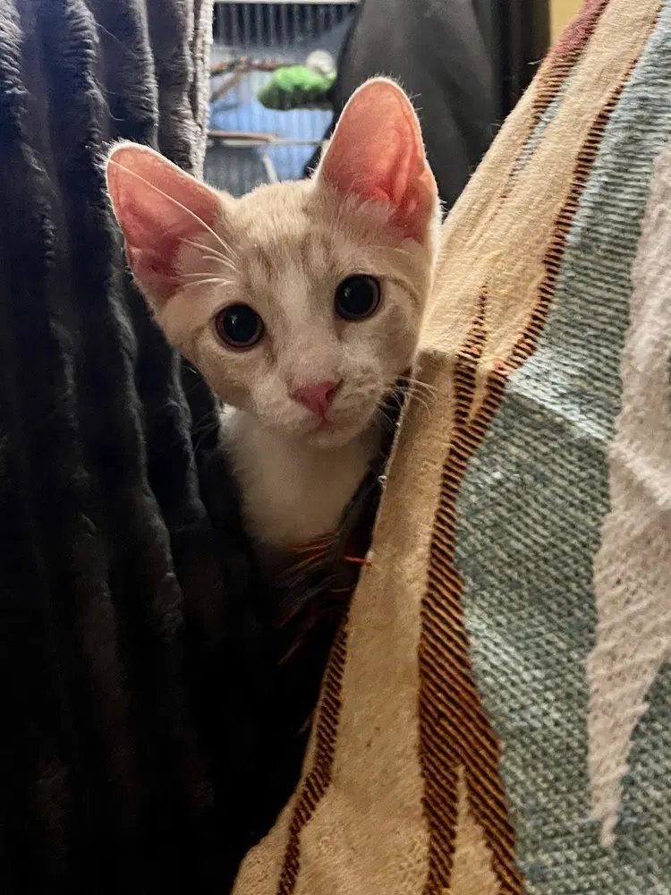 Wembly - Domestic Short Hair