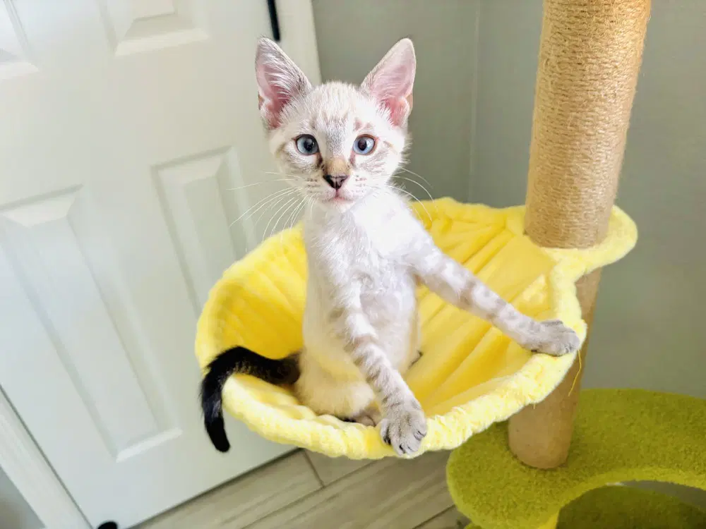 Jasper - Domestic Short Hair