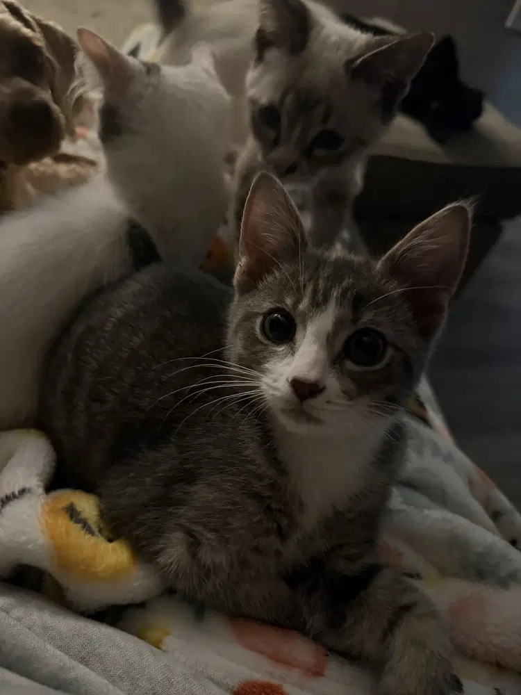 Aldi - Domestic Short Hair