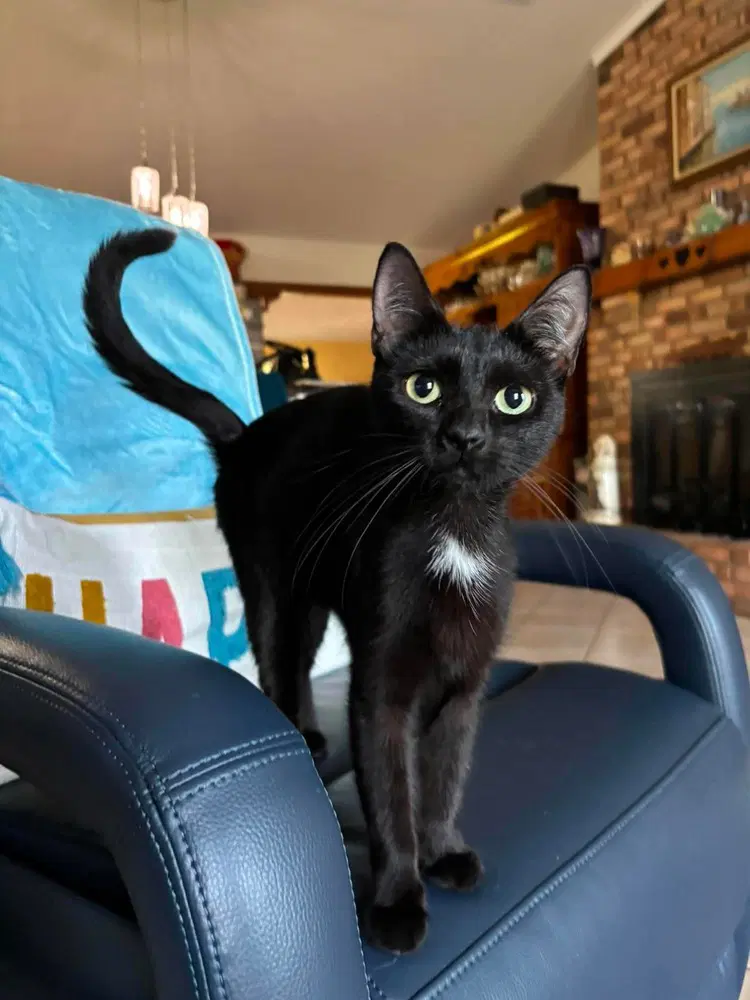 Gabriela - Domestic Short Hair