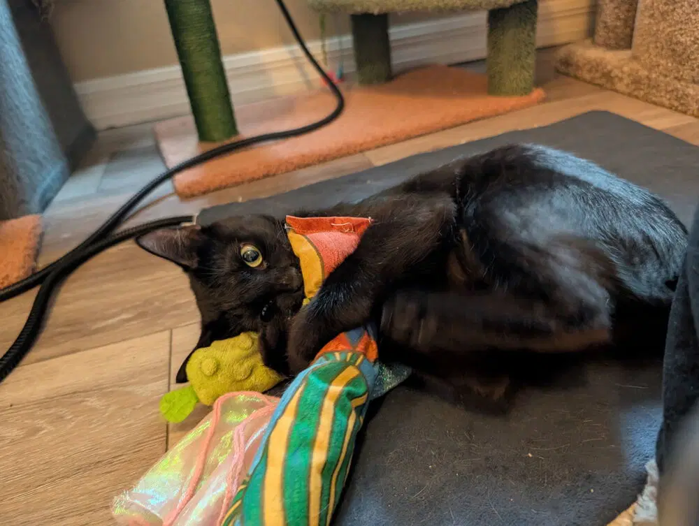 Gabriela - Domestic Short Hair