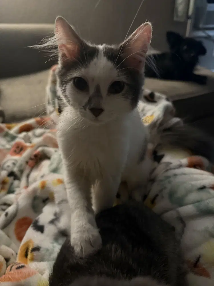 Sushi Adopted - Domestic Medium Hair