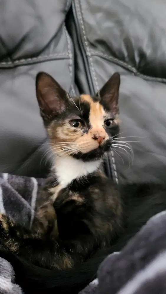 Lady Purrl image 1