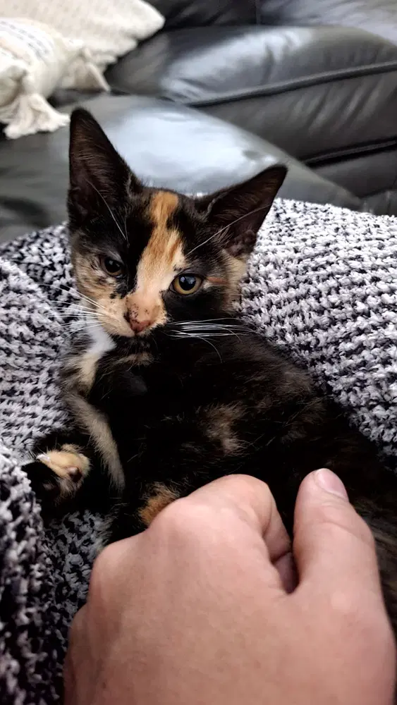 Lady Purrl image 2