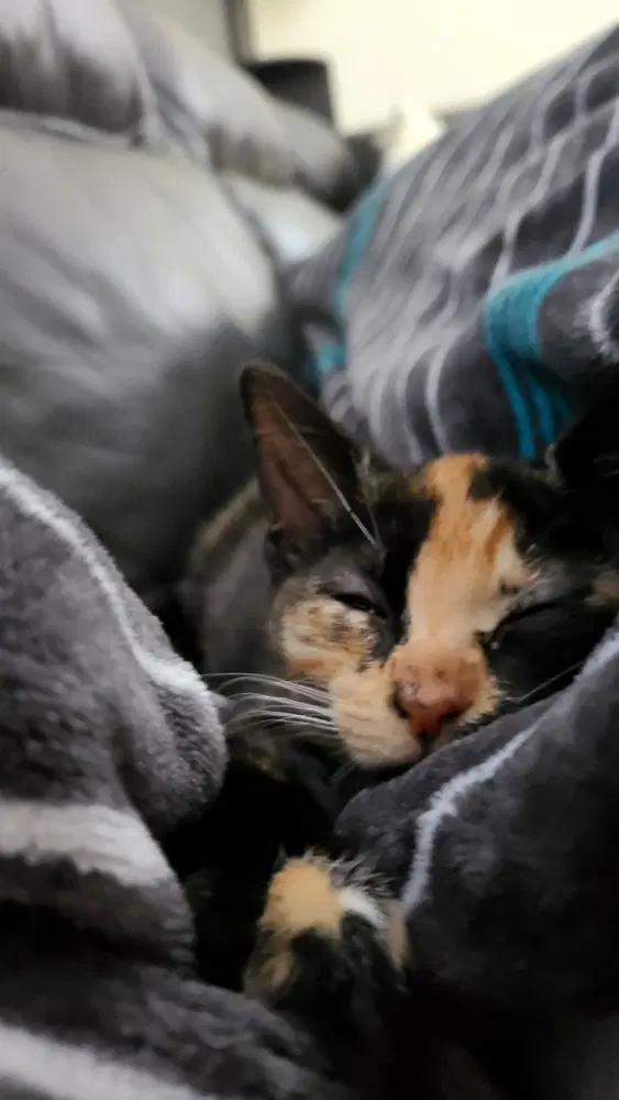 Lady Purrl image 3