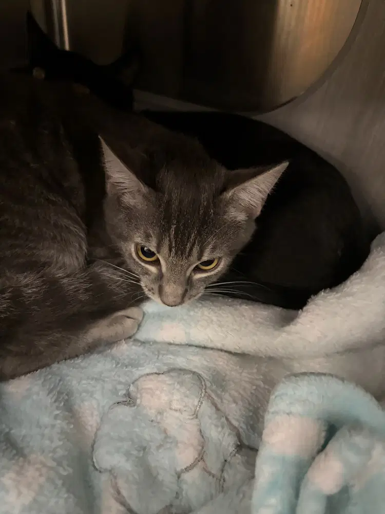 Leah - Domestic Short Hair