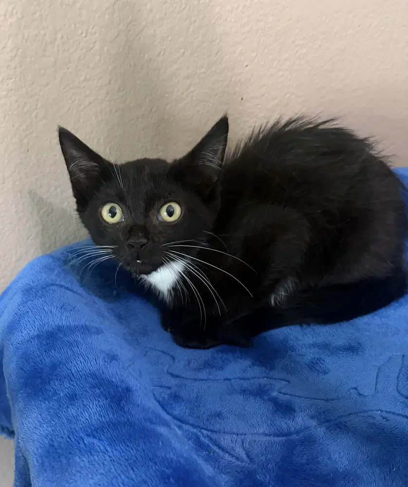 Wendy - Domestic Short Hair