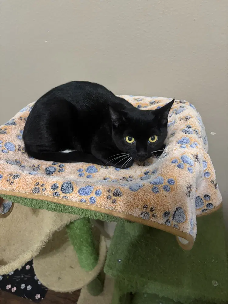 Wendy - Domestic Short Hair