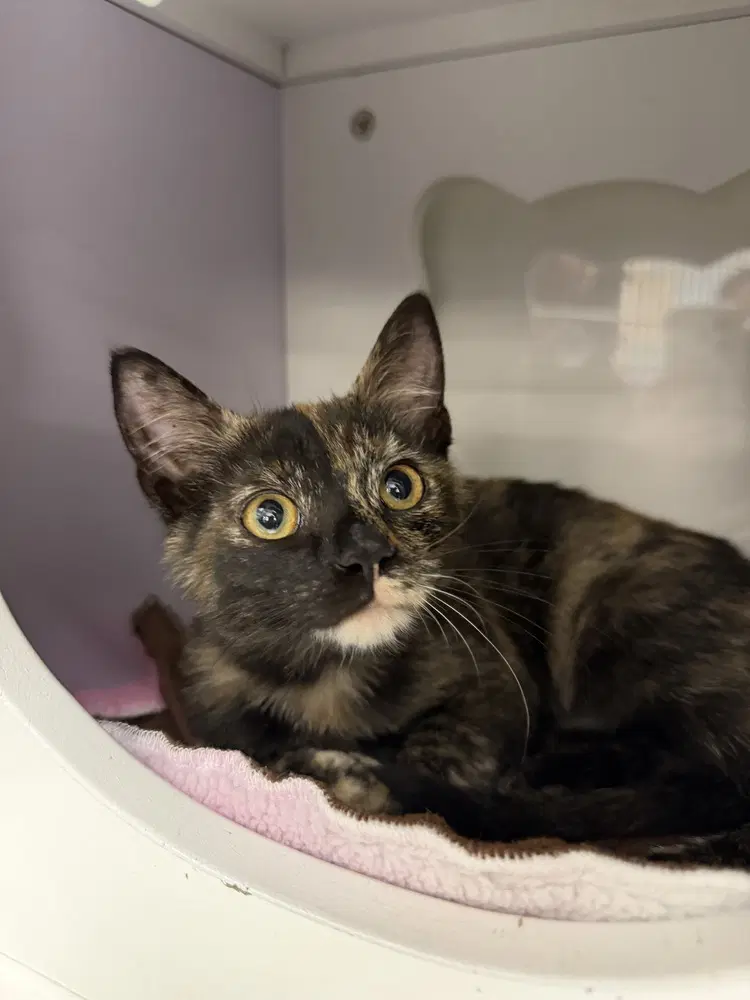 Rowena - Domestic Short Hair
