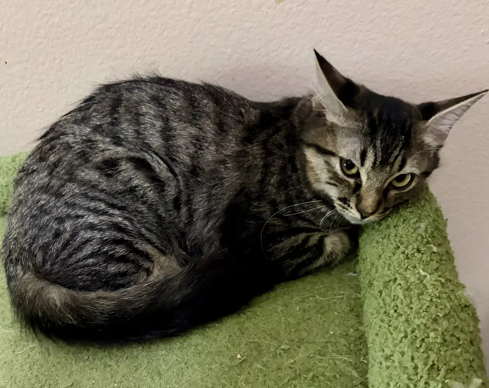 Tabatha - Domestic Medium Hair