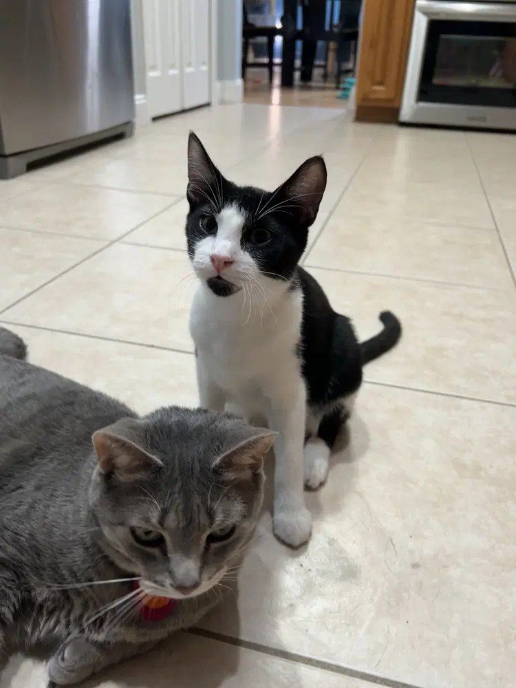 Solstice - Domestic Short Hair