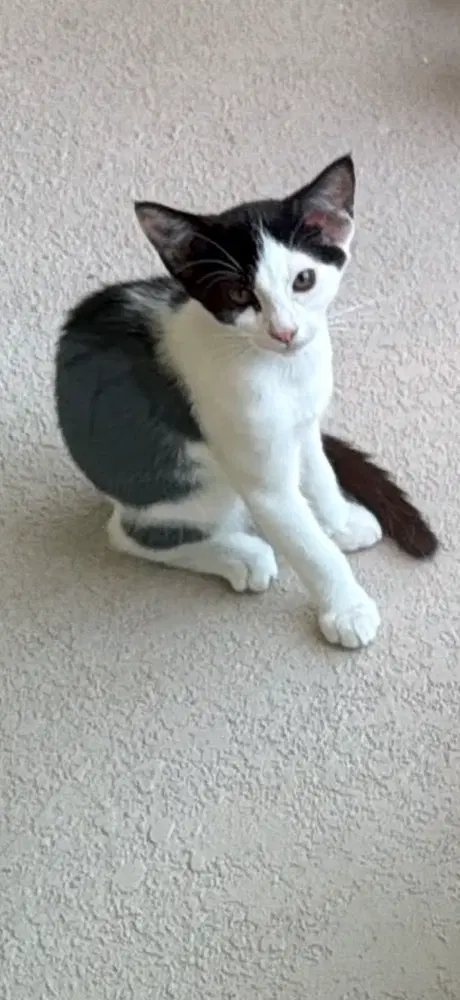 Snoopy - Domestic Short Hair