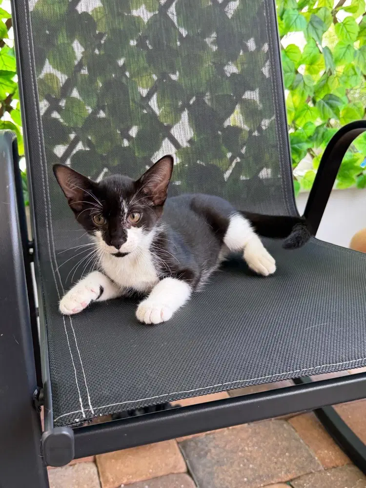 Linus - Domestic Short Hair