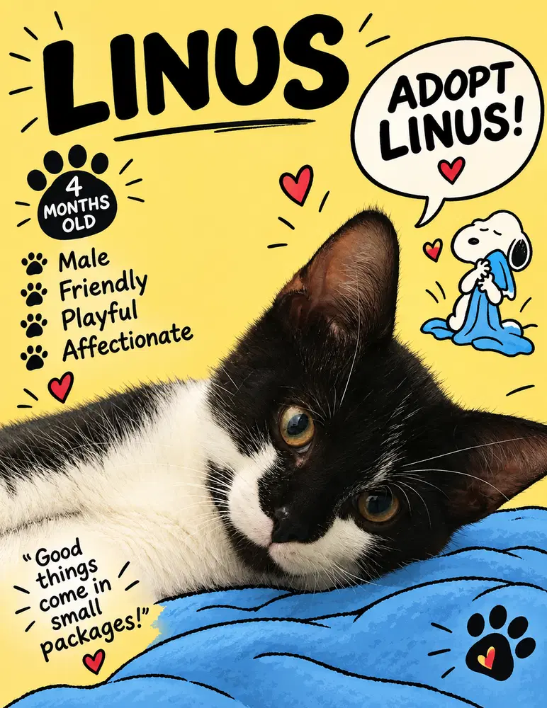 Linus - Domestic Short Hair