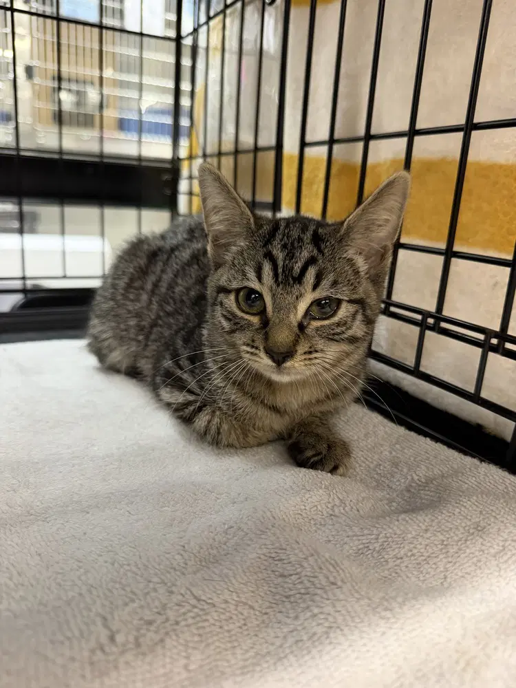 Pamela - Domestic Short Hair